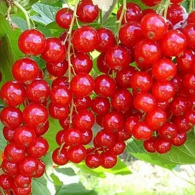 Смородина красная ФЕРТОДИ  Смородина красная ФЕРТОДИ в Ставрополе