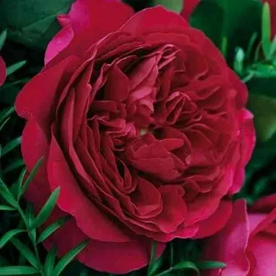 Саженцы роз КЕЙТ английская  Саженцы роз КЕЙТ английская в Ставрополе