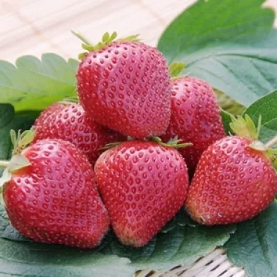 Клубника ВИМА КСИМА  Клубника ВИМА КСИМА в Ставрополе