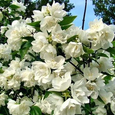 Жасмин ДЕНИСКИНЫ РАССКАЗЫ  Жасмин ДЕНИСКИНЫ РАССКАЗЫ в Ставрополе