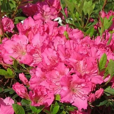 Азалия КИРСТИН японская  Азалия КИРСТИН японская в Ставрополе