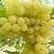 Виноград КИШМИШ ЗОЛОТЦЕ в Ставрополе