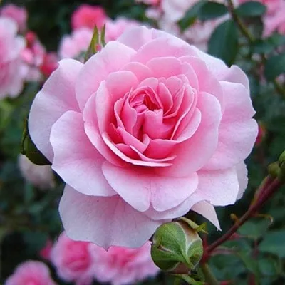 Саженцы роз БОНИКА флорибунда  Саженцы роз БОНИКА флорибунда в Ставрополе