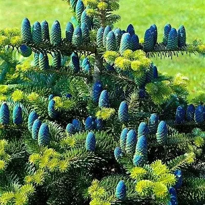 Пихта корейская   Пихта корейская  в Ставрополе