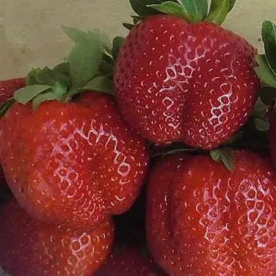 Клубника ДЕСТЕНИ  Клубника ДЕСТЕНИ в Ставрополе