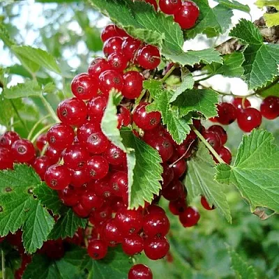 Смородина красная ГОЛЛАНДСКАЯ КРАСНАЯ  Смородина красная ГОЛЛАНДСКАЯ КРАСНАЯ в Ставрополе