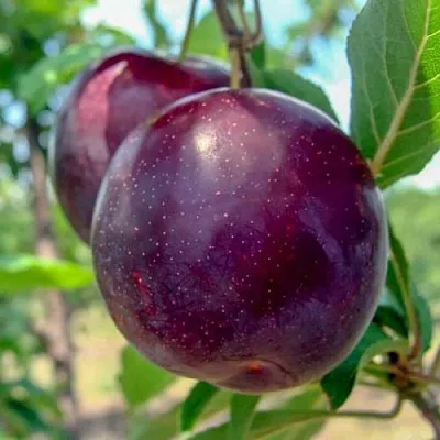 Слива АНЖЕЛИНО  Слива АНЖЕЛИНО в Ставрополе