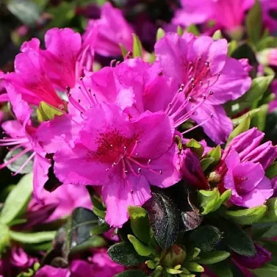 Азалия КЕНИГШТАЙН японская  Азалия КЕНИГШТАЙН японская в Ставрополе