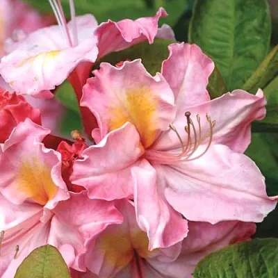 Азалия СЕССИЛЬ листопадная  Азалия СЕССИЛЬ листопадная в Ставрополе