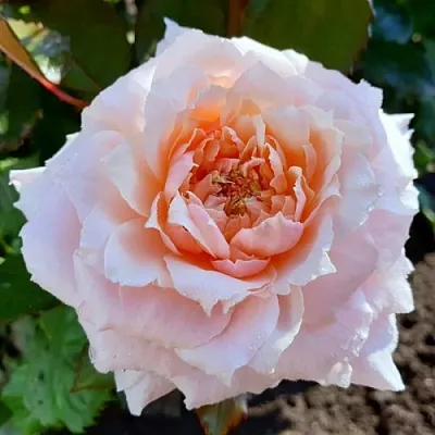 Саженцы роз ТСУМУГИ японская  Саженцы роз ТСУМУГИ японская в Ставрополе