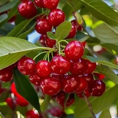 Вишня ГИРЛЯНДА в Ставрополе