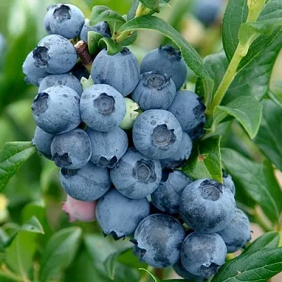 Голубика ХАРДИБЛЮ  Голубика ХАРДИБЛЮ в Ставрополе