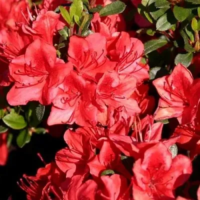 Азалия ФРИДОЛАЙН японская  Азалия ФРИДОЛАЙН японская в Ставрополе