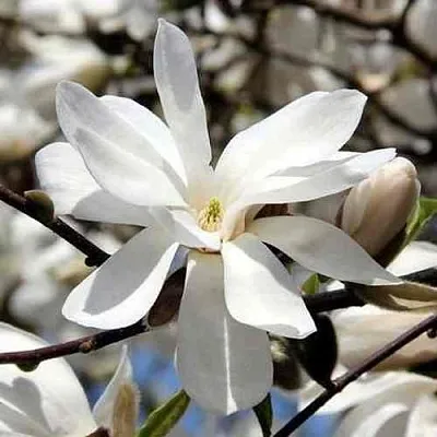 Магнолия ЛЕБНЕРА МЕРРИЛЛ  Магнолия ЛЕБНЕРА МЕРРИЛЛ в Ставрополе