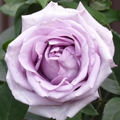 Саженцы роз ИНДИГОЛЕТТА плетистая  Саженцы роз ИНДИГОЛЕТТА плетистая в Ставрополе