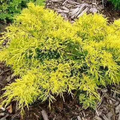 Можжевельник КИНГ ОФ СПРИНГ средний  Можжевельник КИНГ ОФ СПРИНГ средний в Ставрополе