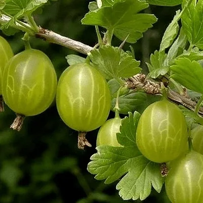 Крыжовник УРАЛЬСКИЙ БЕСШИПНЫЙ в Ставрополе