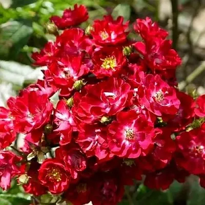 Саженцы роз АЛЬБЕРИХ полиантовая  Саженцы роз АЛЬБЕРИХ полиантовая в Ставрополе