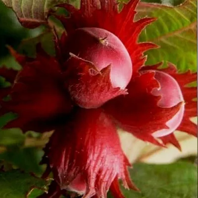 Фундук БАГРЯНЕЦ  Фундук БАГРЯНЕЦ в Ставрополе