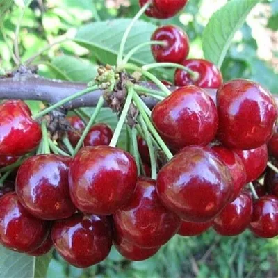 Вишня ДЕСЕРТНАЯ МОРОЗОВОЙ в Ставрополе