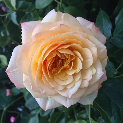 Саженцы роз АБЕЙ ДЕ СЕНТ-АМАН шраб  Саженцы роз АБЕЙ ДЕ СЕНТ-АМАН шраб в Ставрополе