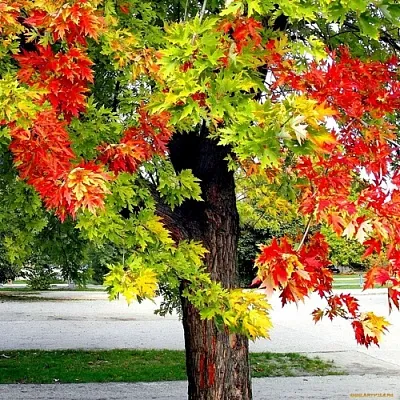 Клен  Клен в Ставрополе