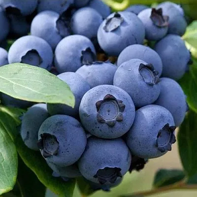 Голубика СПАРТАН  Голубика СПАРТАН в Ставрополе