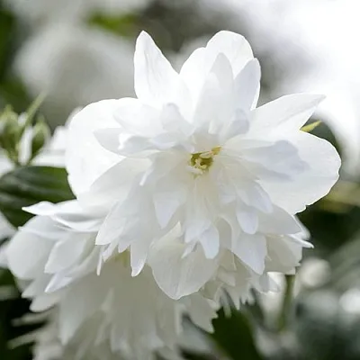 Жасмин МИНЕСОТА СНОУФЛЕЙК  Жасмин МИНЕСОТА СНОУФЛЕЙК в Ставрополе