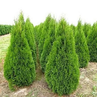 Туя СМАРАГД западная  Туя СМАРАГД западная в Ставрополе