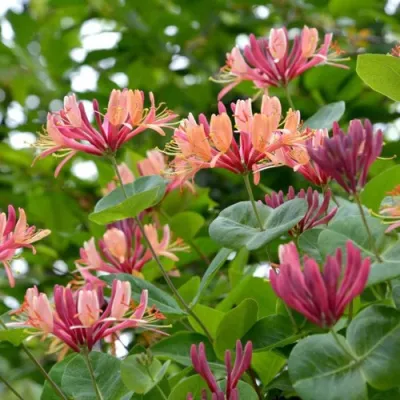 Жимолость ГЕКРОТА в Ставрополе