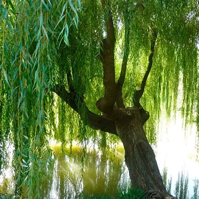 Ива  Ива в Ставрополе