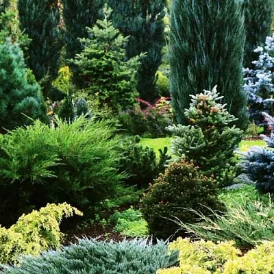 Хвойные растения в Ставрополе