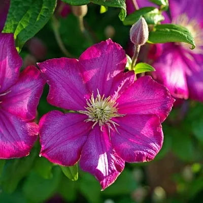 Клематис КАРМЕНСИТА в Ставрополе