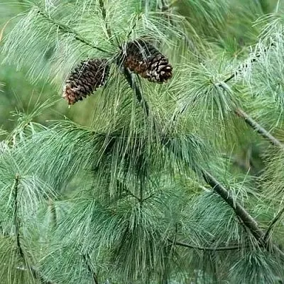 Сосна АРМАНДИ  Сосна АРМАНДИ в Ставрополе