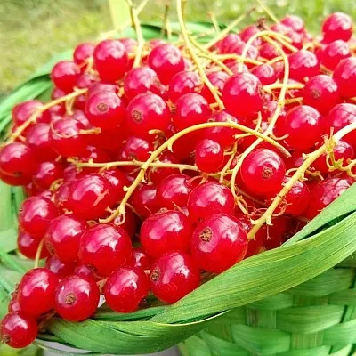 Красная  Красная в Ставрополе