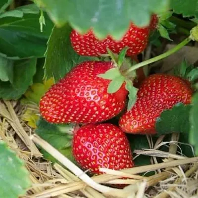 Клубника МОНТЕРЕЙ ремонтантная  Клубника МОНТЕРЕЙ ремонтантная в Ставрополе