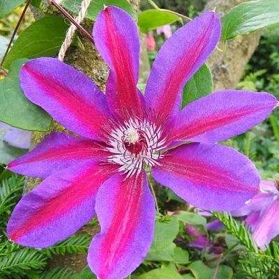 Клематис АКАИШИ в Ставрополе