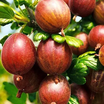 Крыжовник ШЕРШНЕВСКИЙ в Ставрополе