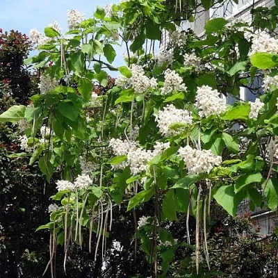 Катальпа  Катальпа в Ставрополе