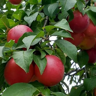 Плумкот БИРИКОККОЛО ГИГАНТЕ ДИ БУДРИО  Плумкот БИРИКОККОЛО ГИГАНТЕ ДИ БУДРИО в Ставрополе