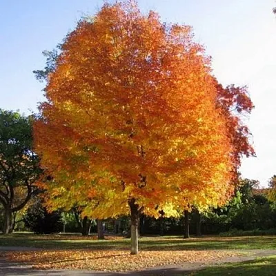 Клен серебристый  Клен серебристый в Ставрополе