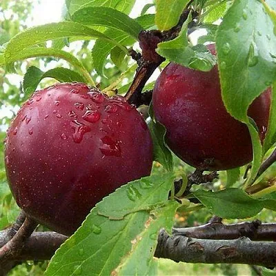 Слива КЛЕОПАТРА  Слива КЛЕОПАТРА в Ставрополе