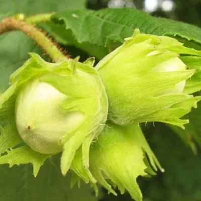 Фундук КАТАЛОНСКИЙ  Фундук КАТАЛОНСКИЙ в Ставрополе