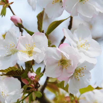 Вишня ОКАМЕ в Ставрополе