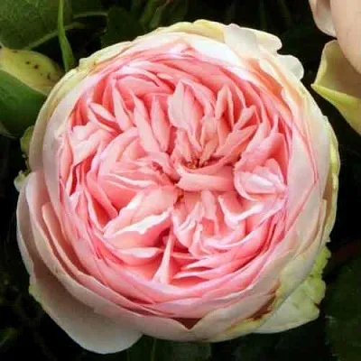 Саженцы роз БРАЙДАЛ ПИАНО чайно-гибридная  Саженцы роз БРАЙДАЛ ПИАНО чайно-гибридная в Ставрополе