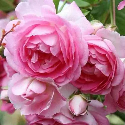 Саженцы роз ЖАСМИНА плетистая  Саженцы роз ЖАСМИНА плетистая в Ставрополе