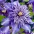 Клематис МУЛЬТИ БЛЮ — описание сорта Клематис МУЛЬТИ БЛЮ в Ставрополе