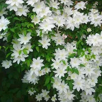 Клематис ТОКИ в Ставрополе