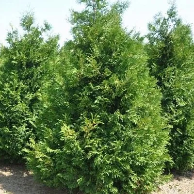 Туя ВАКСЕН западная  Туя ВАКСЕН западная в Ставрополе