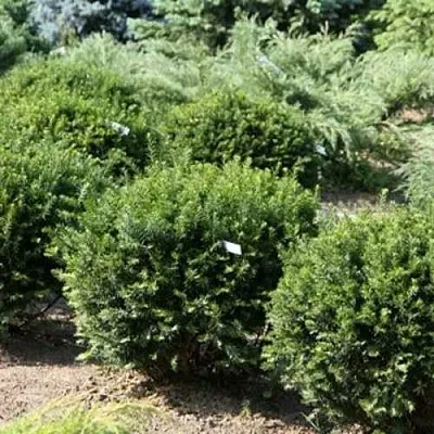 Тис НАНА остроконечный  в Ставрополе